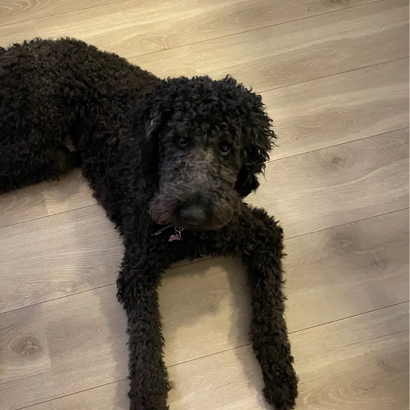 Zachary Aagesens hund | NovuStella - Hjemmesider i Nyborg