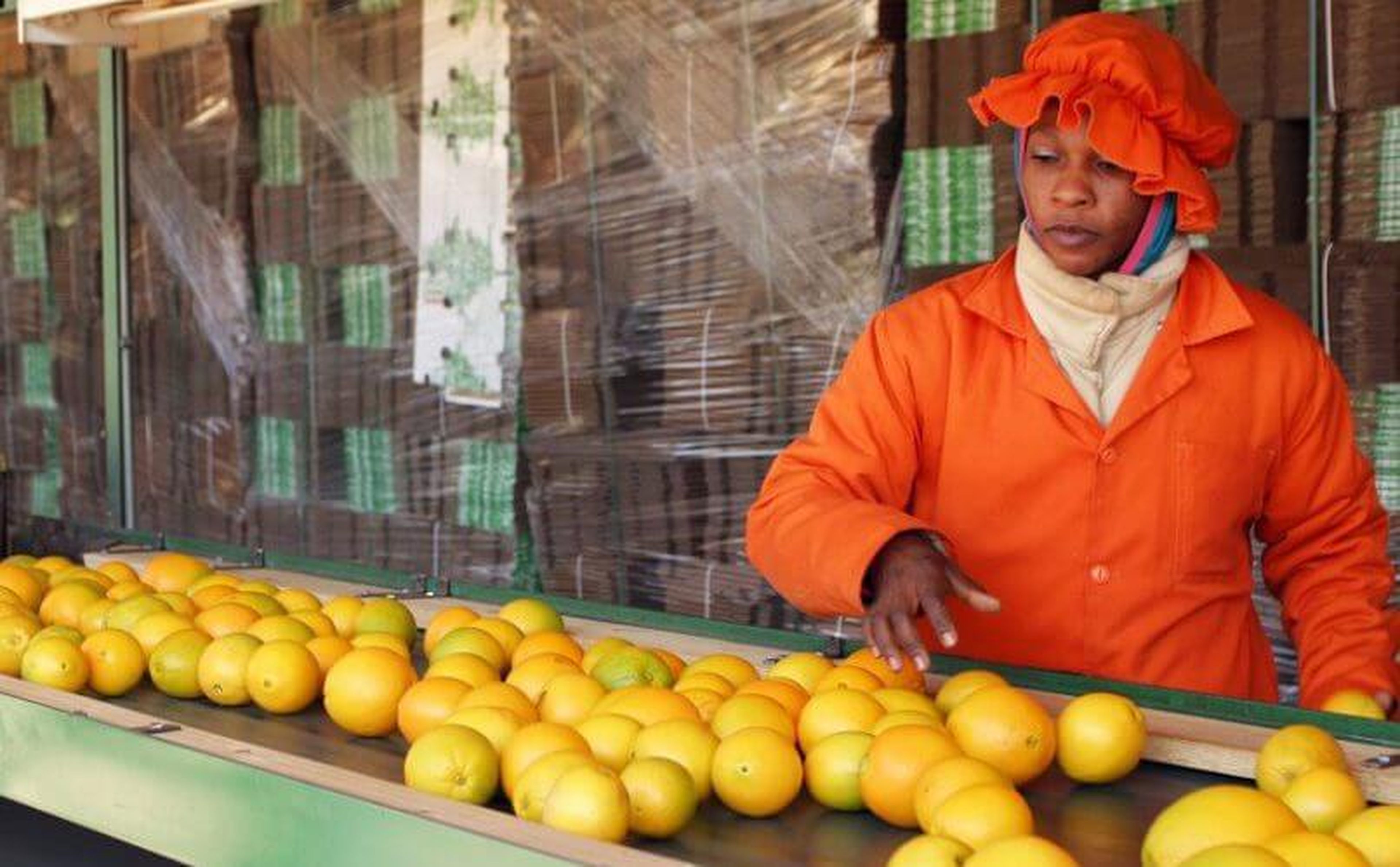 A woman migrant worker wearing an orange hat and jacket is sorting oranges on a conveyor belt in a processing facility. Stacks of boxes wrapped in plastic are visible in the background.