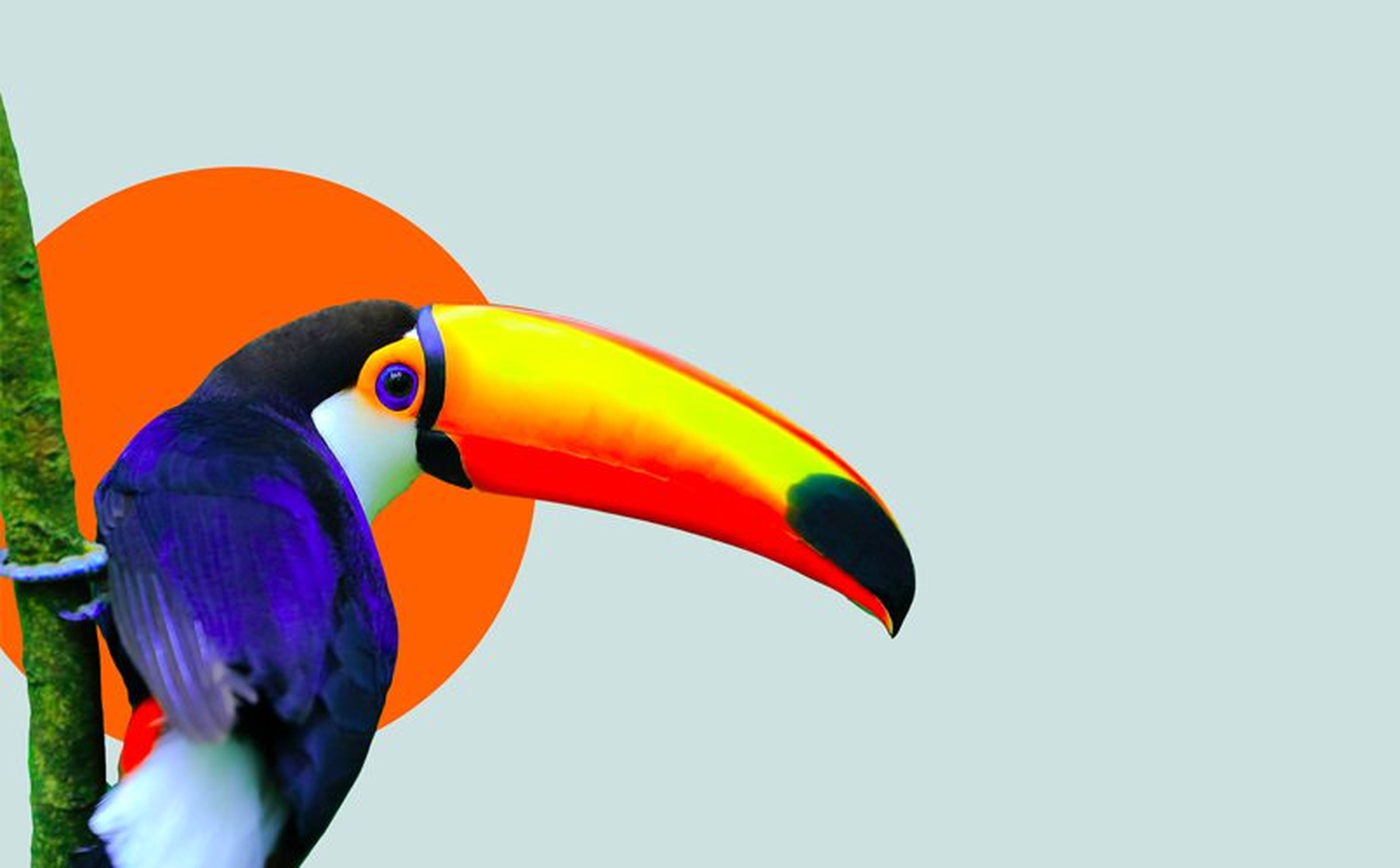 A colorful toucan with a vivid orange and yellow beak, black and white feathers, and a blue ring around its eye perches on a green tree branch against a plain light gray background with an orange circle behind it.