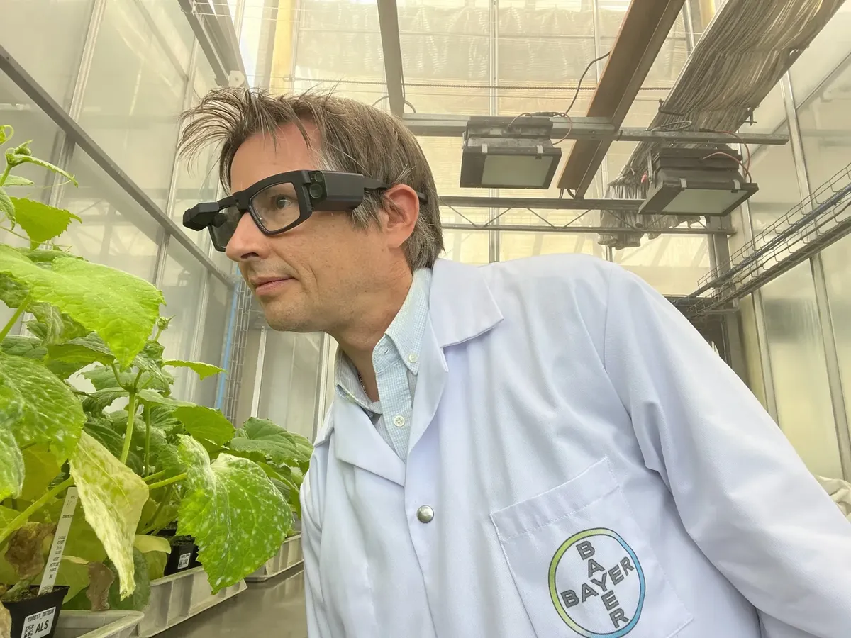 A researcher in a lab coat wearing Iristick.G2 PRO smart glasses looks at a plant in a greenhouse, seen from the side, plants in the foreground.