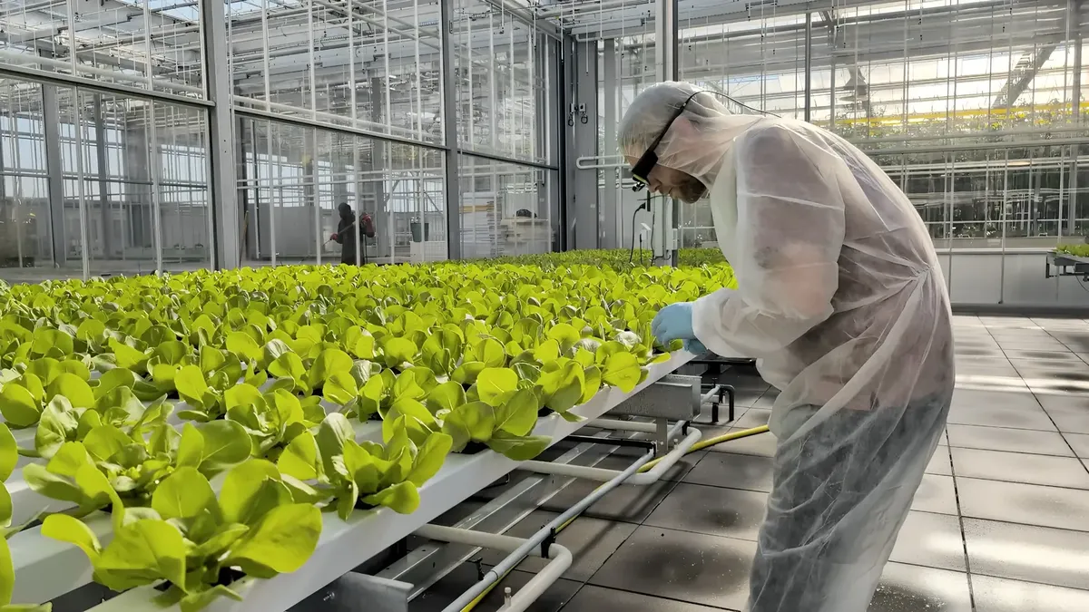 A scorer in a white cleanroom suit works along a row of lettuce trays in a research greenhouse, seen from the side.