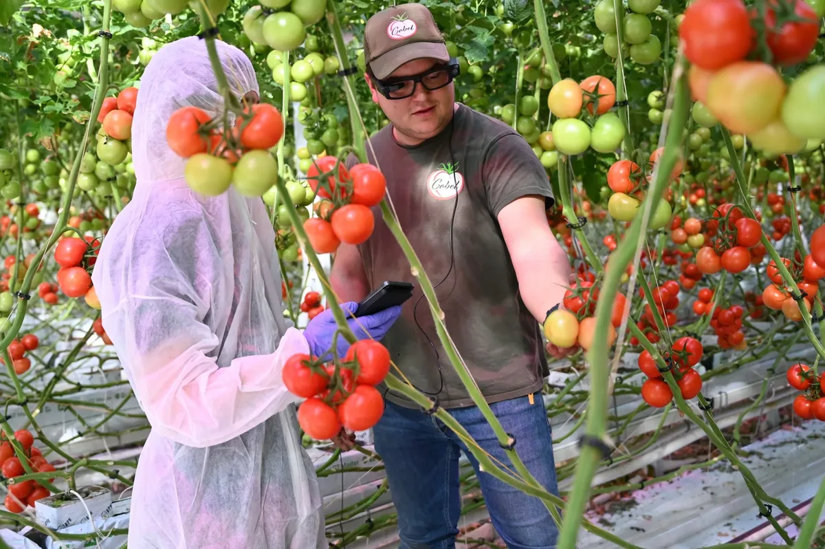 A grower wearing the Iristick.G3 checks tomato vines with an inspector in a greenhouse, phone in hand.