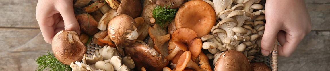 The Top-Rated Lion’s Mane Supplements Of 2026