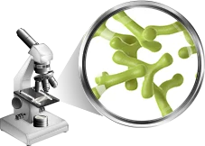 6. Bifidobacterium Longum