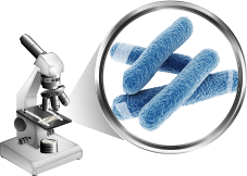 1. Lactobacillus Gasseri