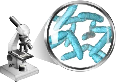 4. Lactobacillus Acidophilus