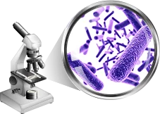 3. Lactobacillus Reuteri