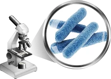 Lactobacillus Rhamnosus