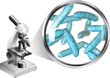 4. Lactobacillus Gasseri