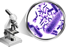3. Bifidobacterium lactis