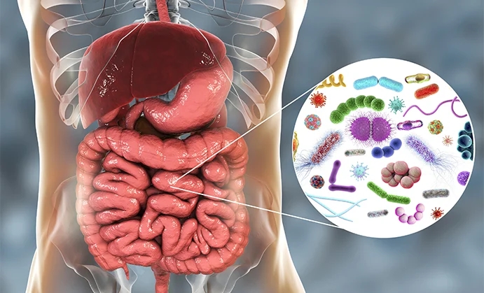 Top 5 Probiotic Supplements of 2026