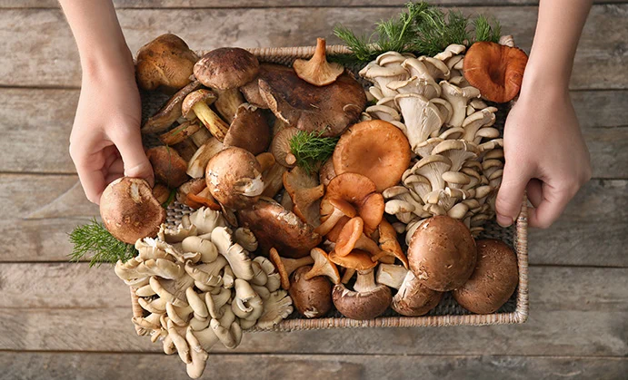 Top 5 Mushroom Supplements of 2026