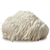 LION’S MANE