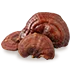 REISHI