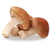 SHIITAKE