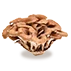 MAITAKE