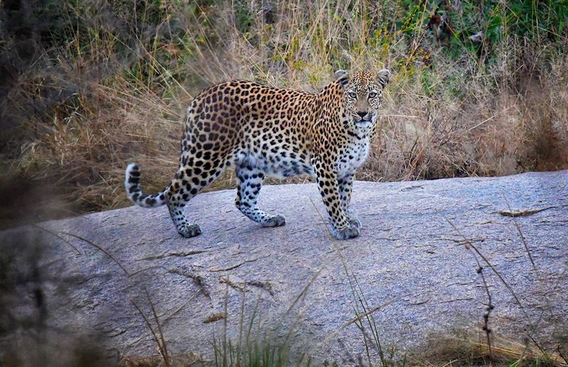 Big Five Guides: How to Spot and Log the Kruger Big Five — A Self-Drive Guide