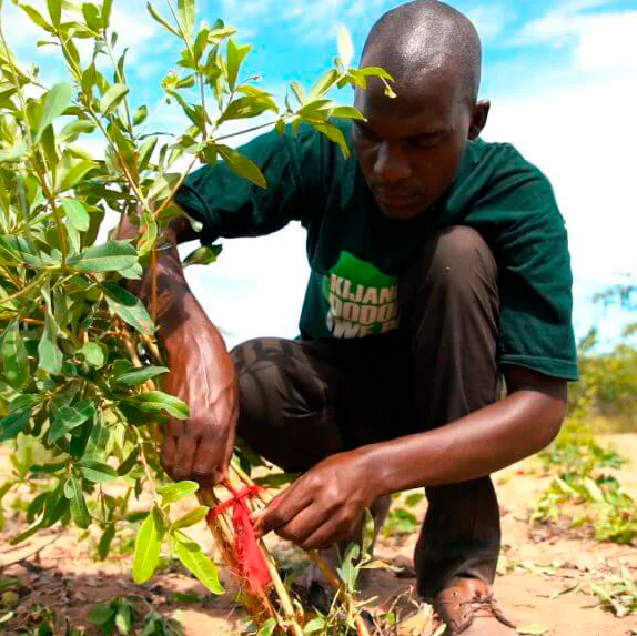 A farmer pruning a regenerating tree