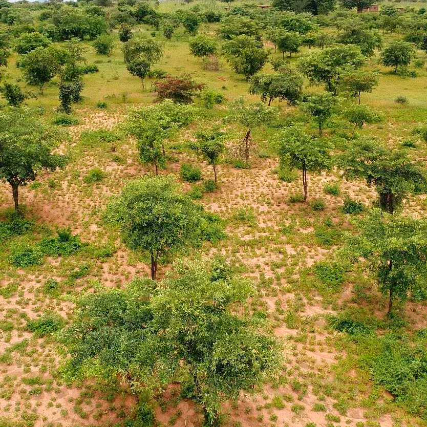 Aerial view of naturally regenerating farmland