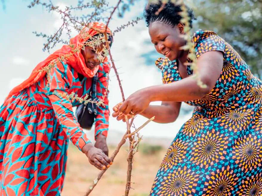 Women farmers tending regenerating trees