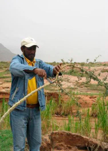 A farmer selectively pruning a regenerating tree