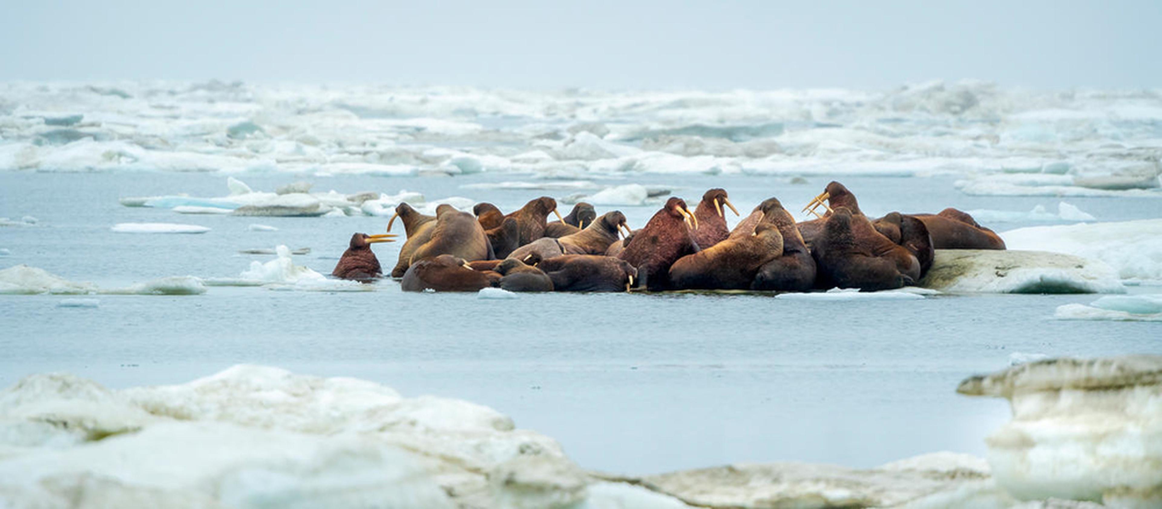 Walrussen liggen op een ijsplaat