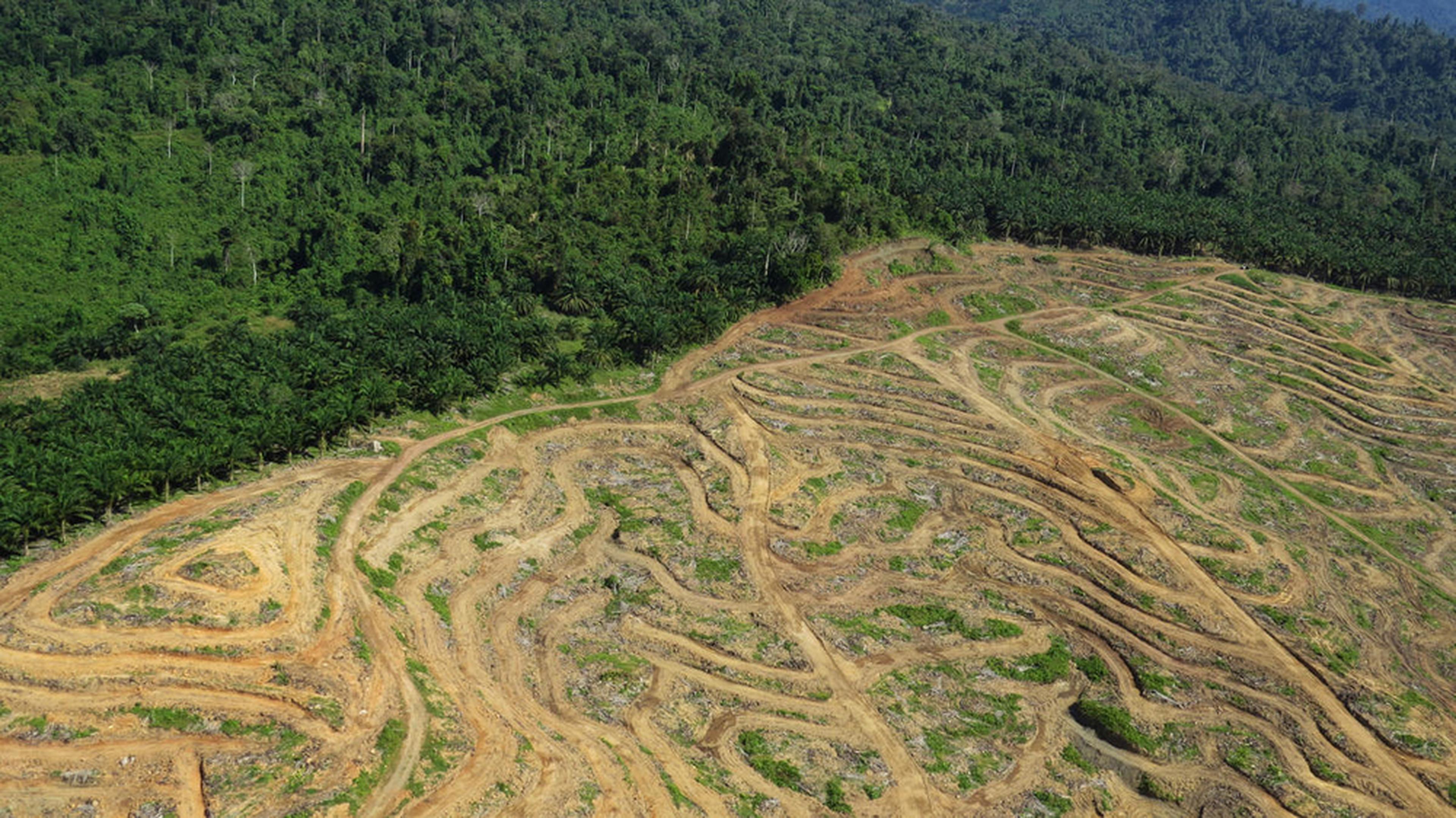 Bovenaanzicht palm olie in Borneo