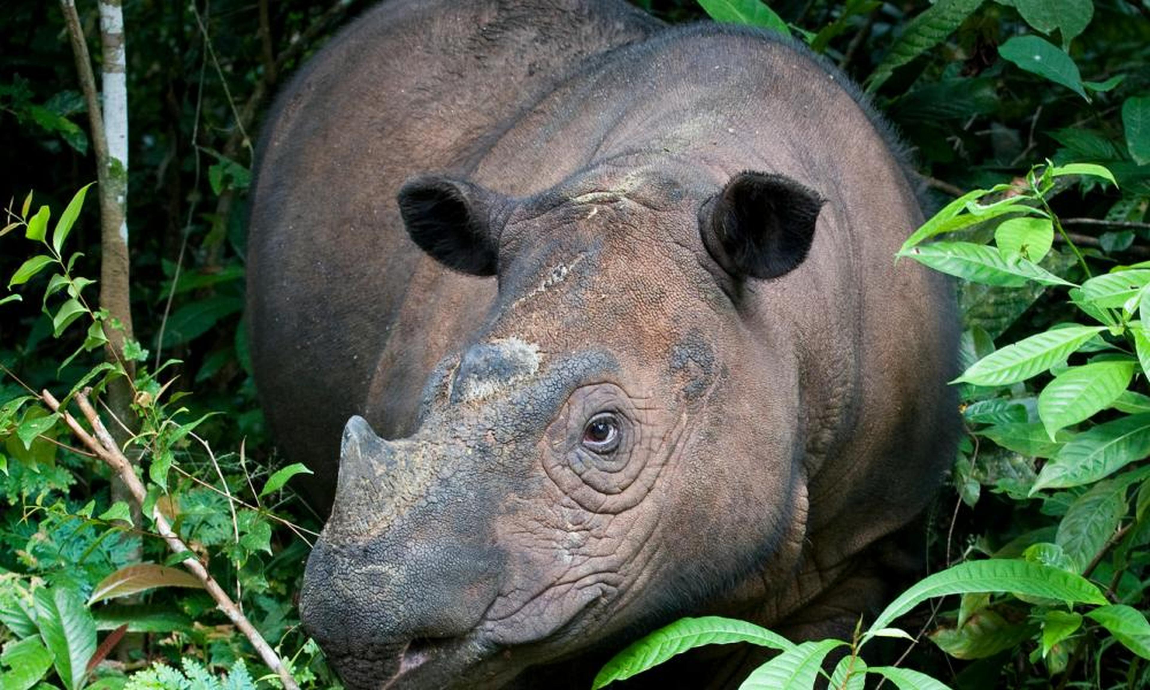 neushoorn
