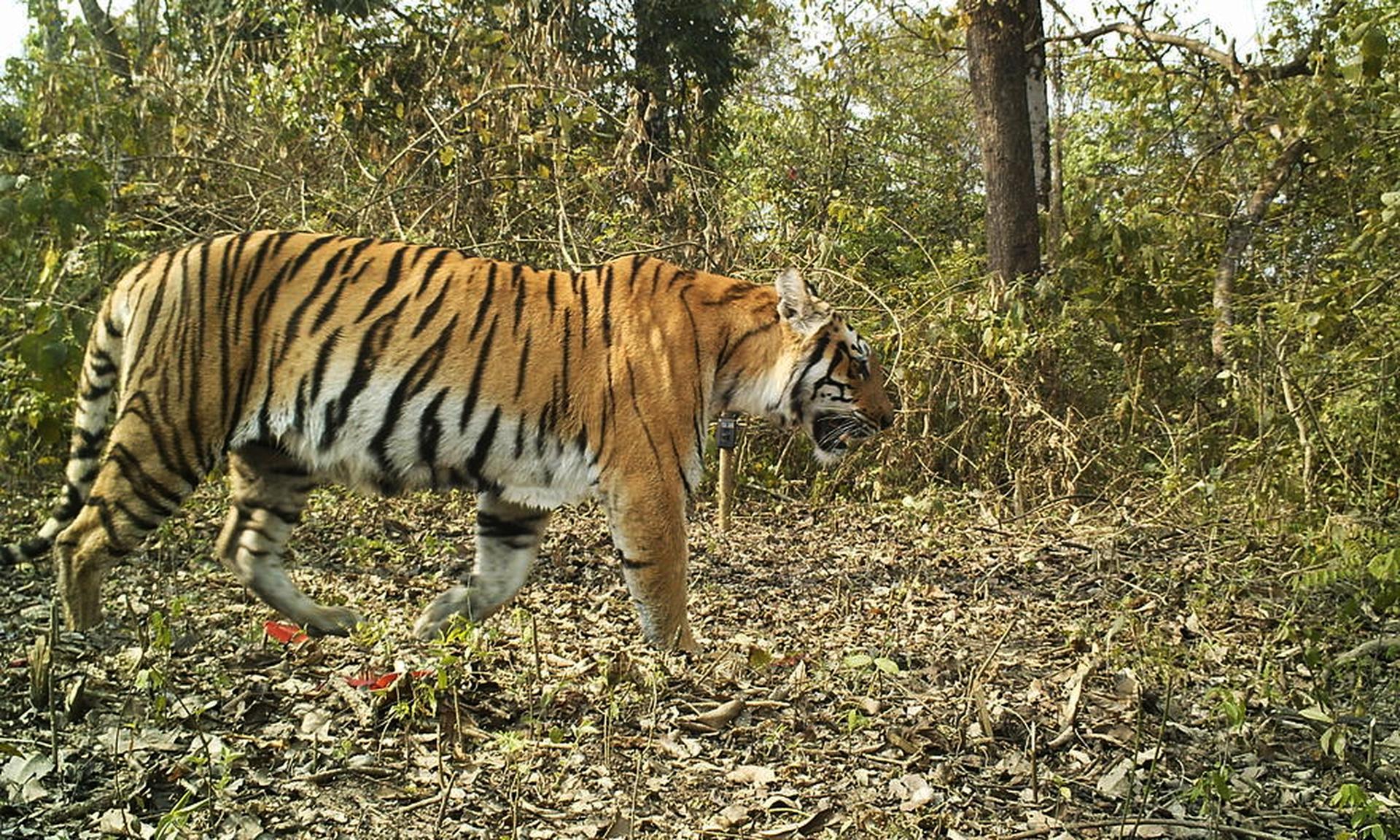 Tijger in bos Nepal