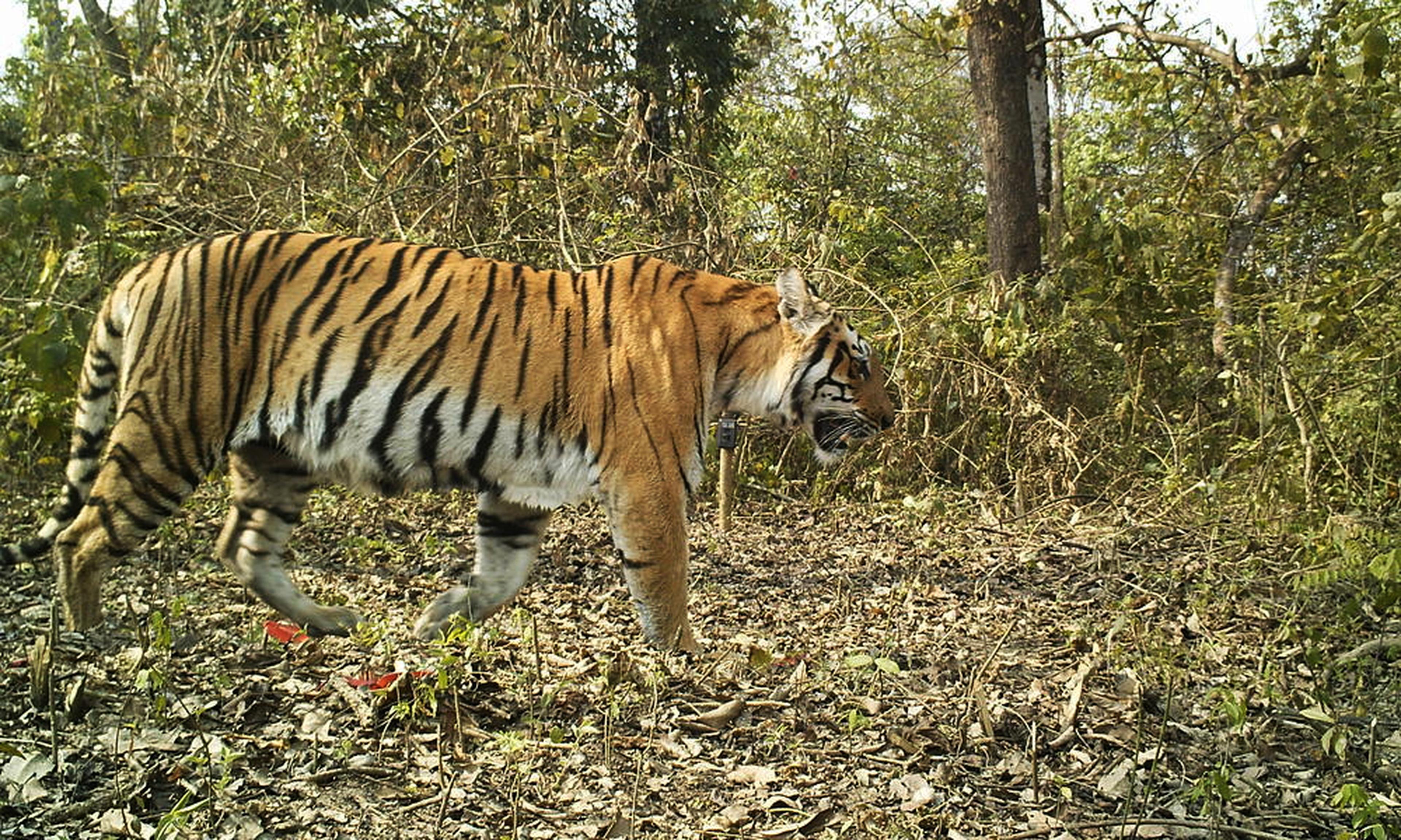 Tijger in bos Nepal