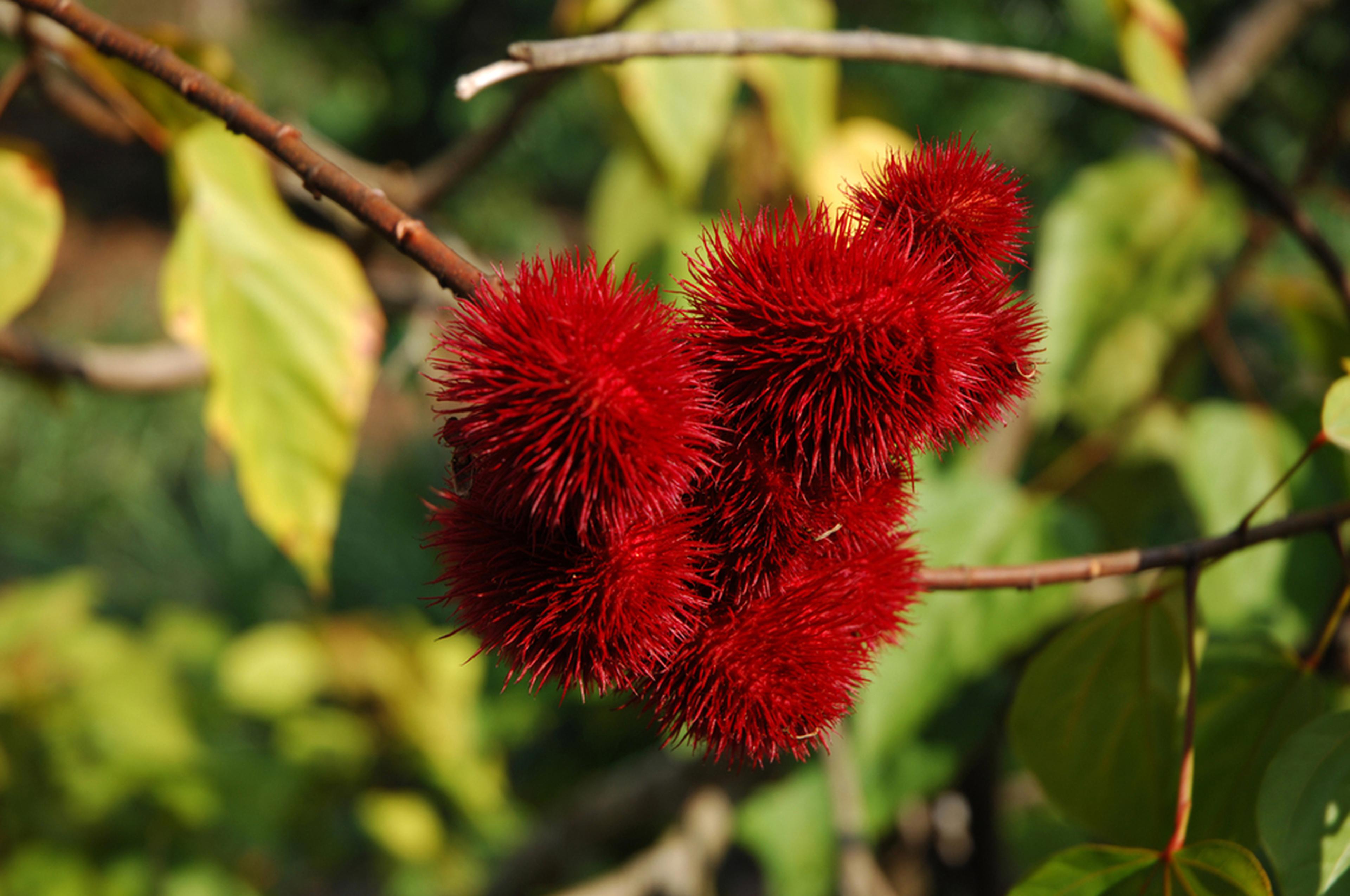 Annatto orleaan plant, Amazone