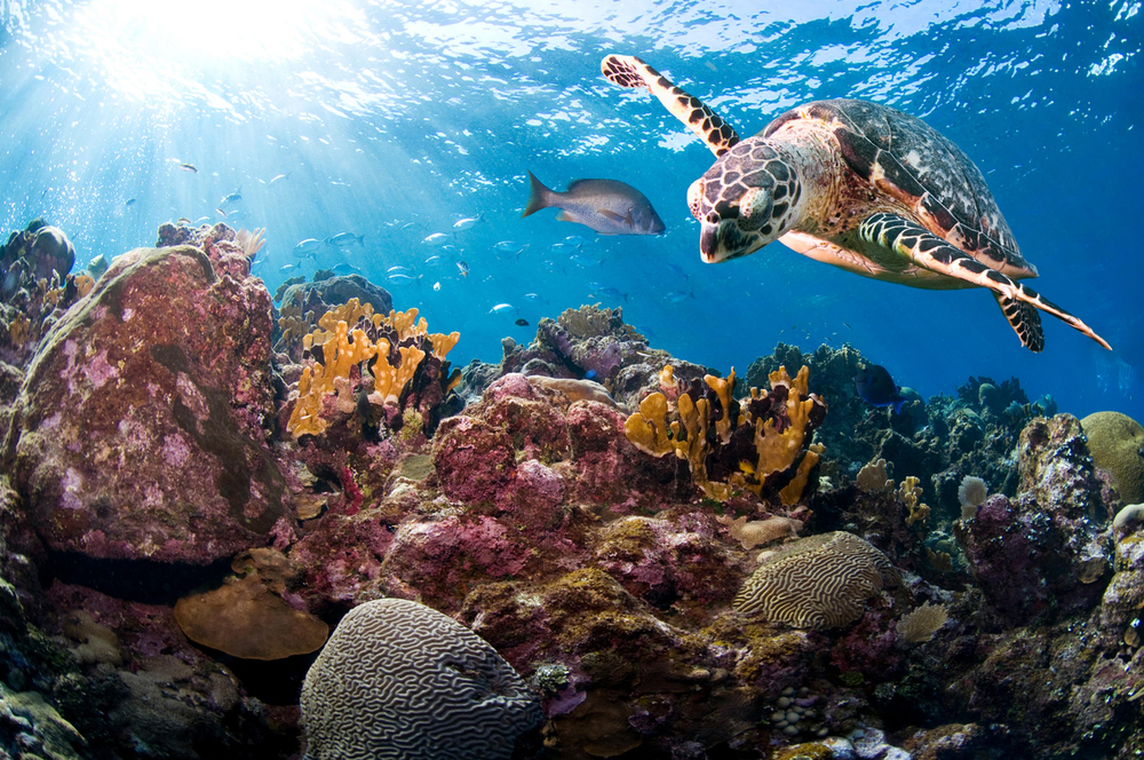 Karetschildpad zwemt in de zee boven koraal