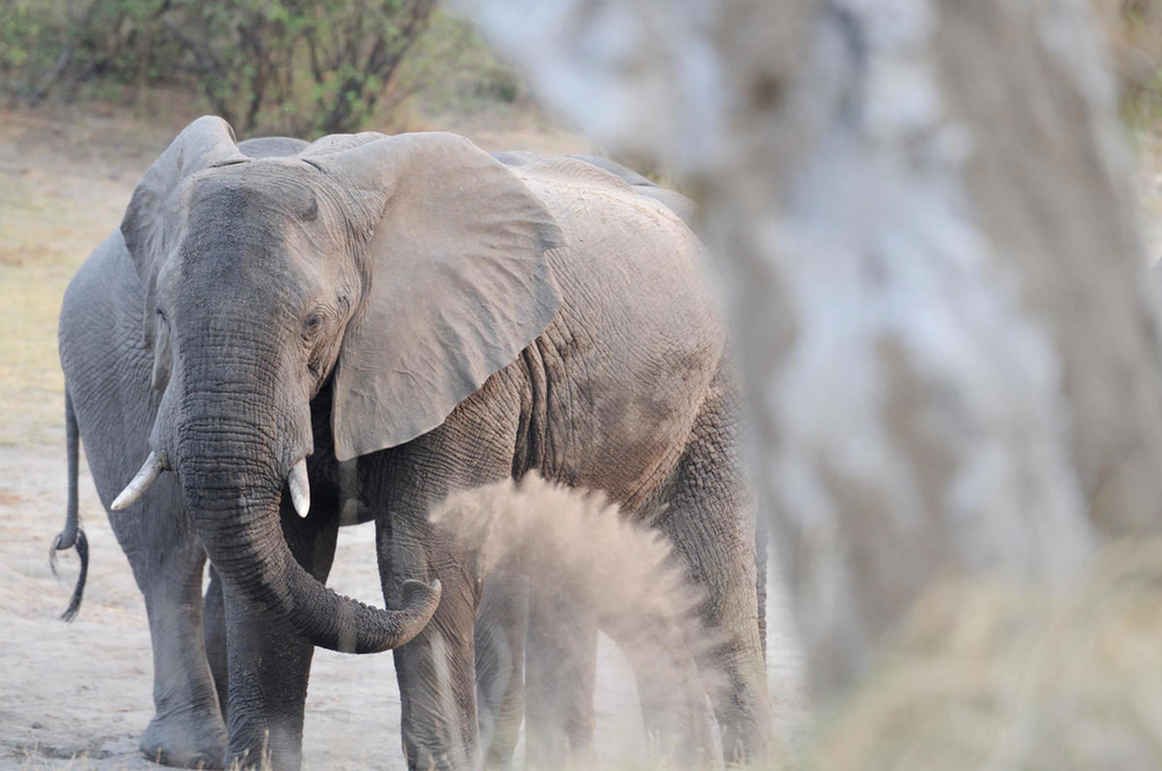 Olifant