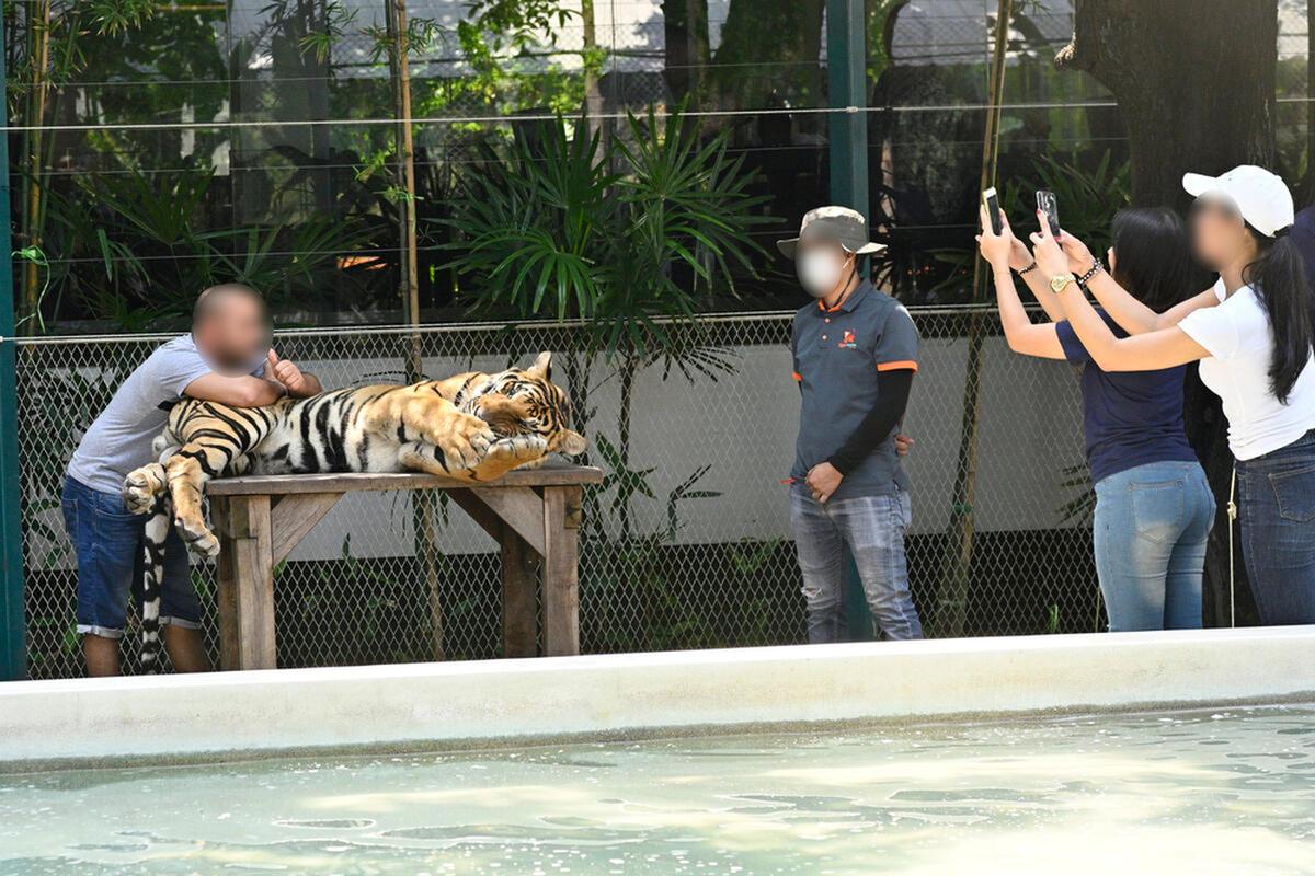Thaise toeristen gaan op de foto met een tijger