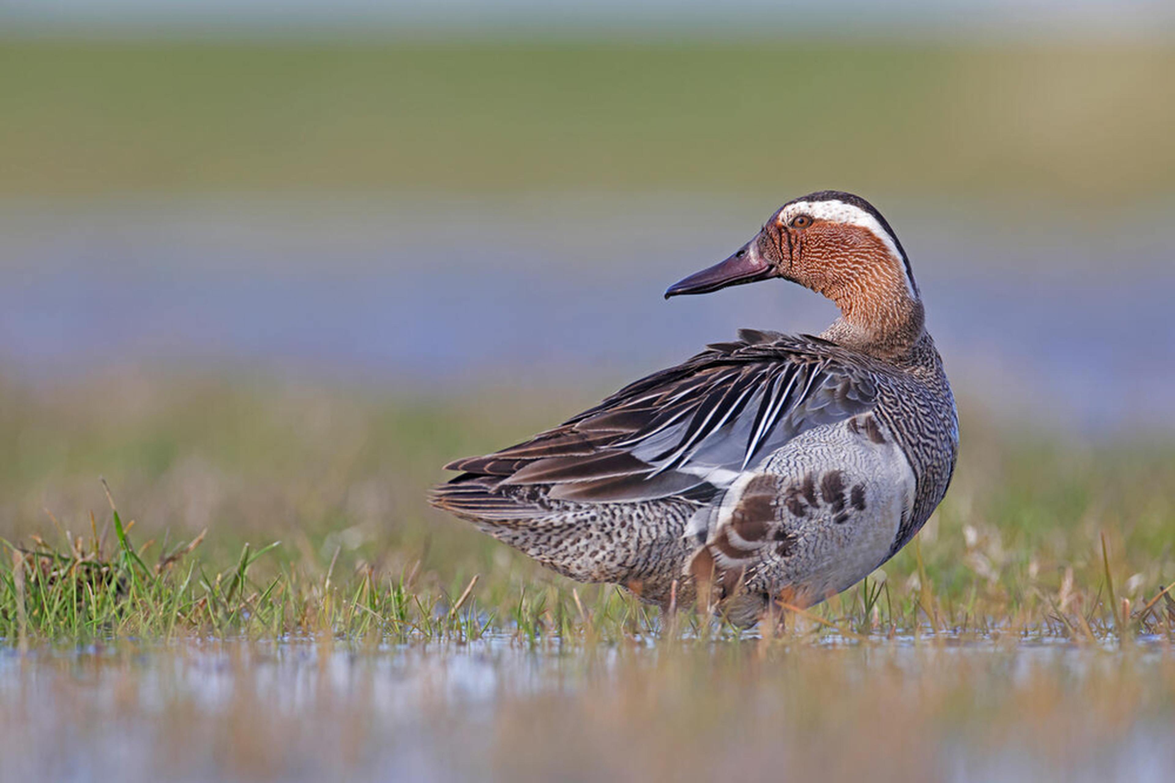 Zomertaling op plasdras, vogel
