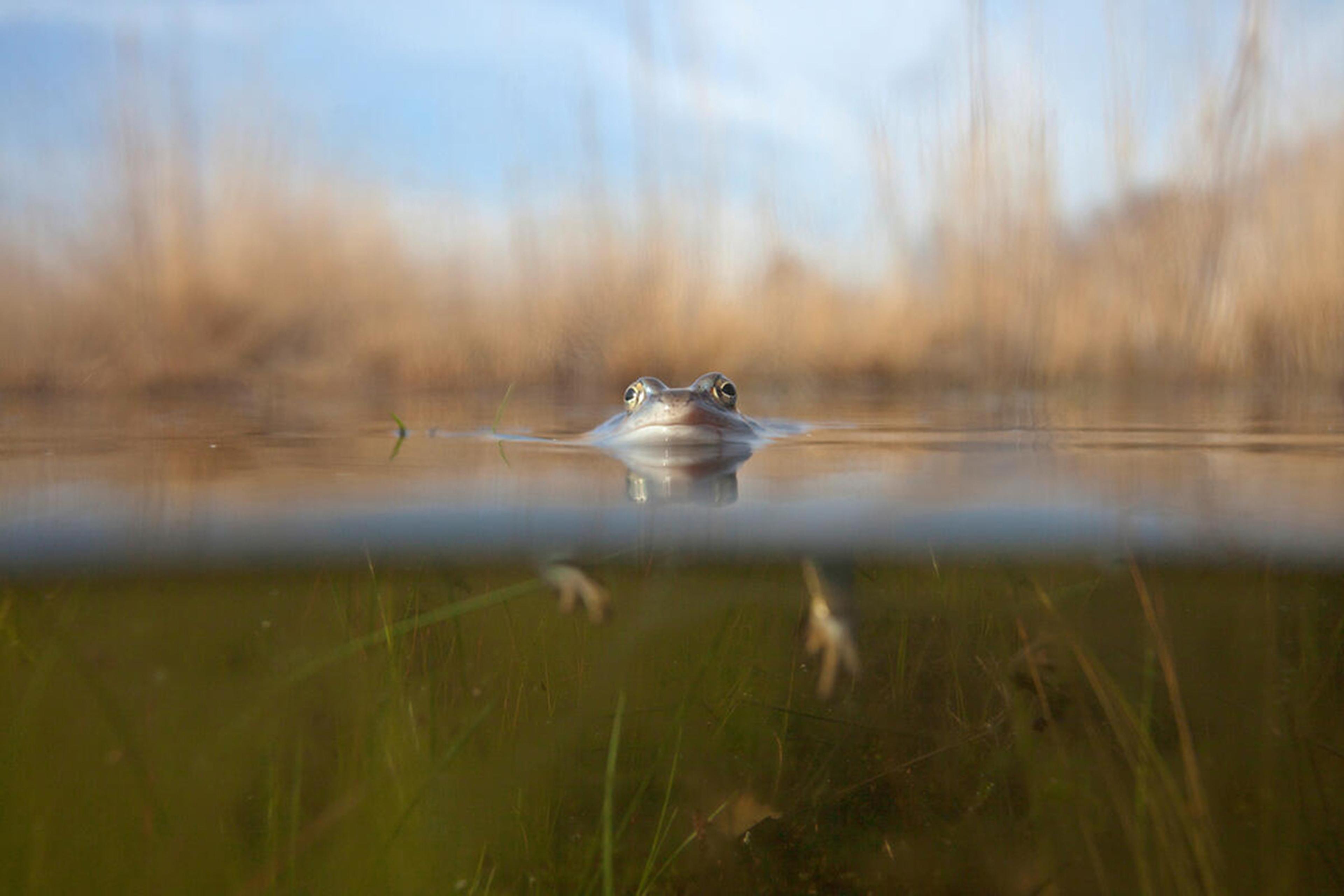 Blauwe heikikker half onder en half bovenwater in een ven