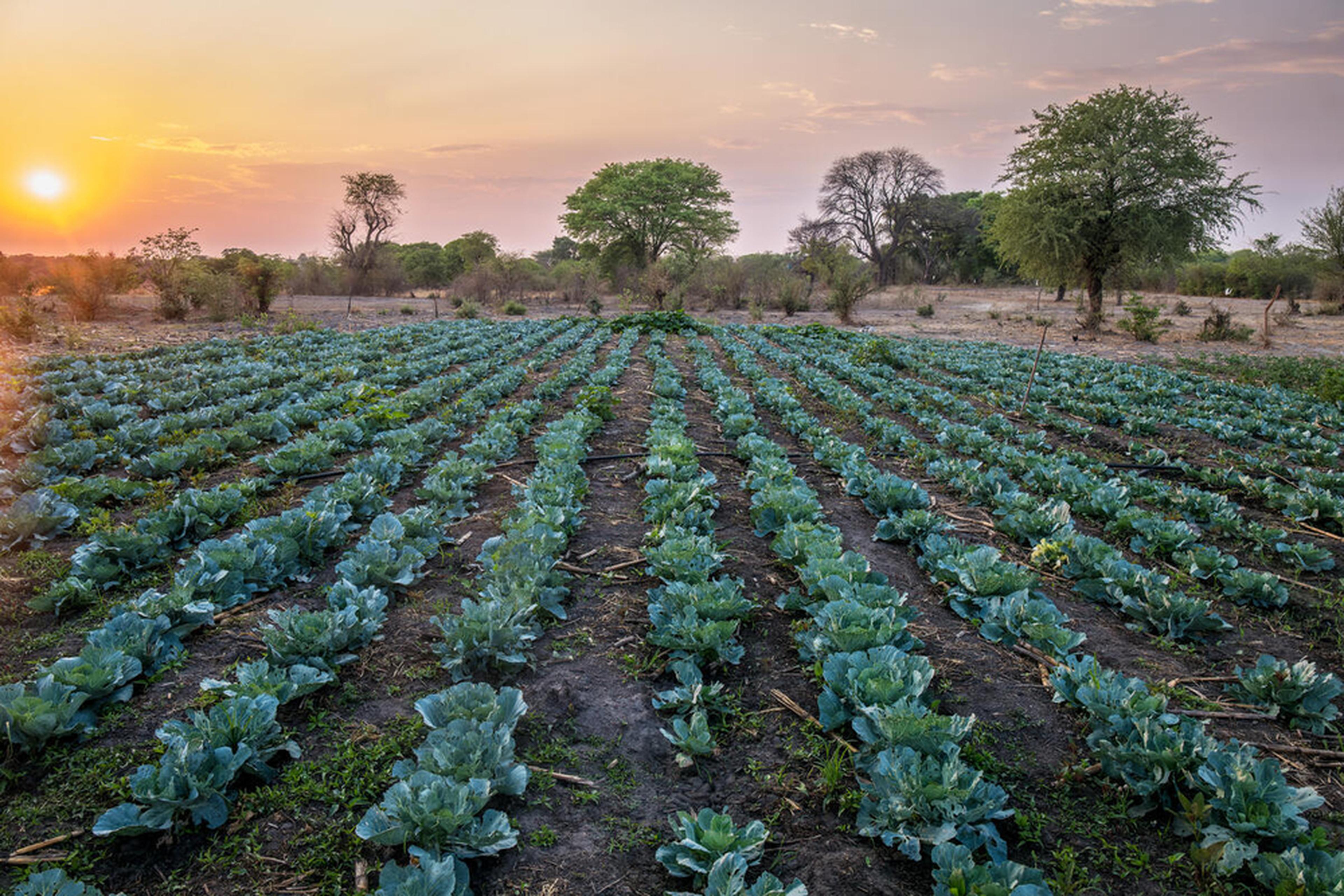 landbouwgrond en ondergaande zon