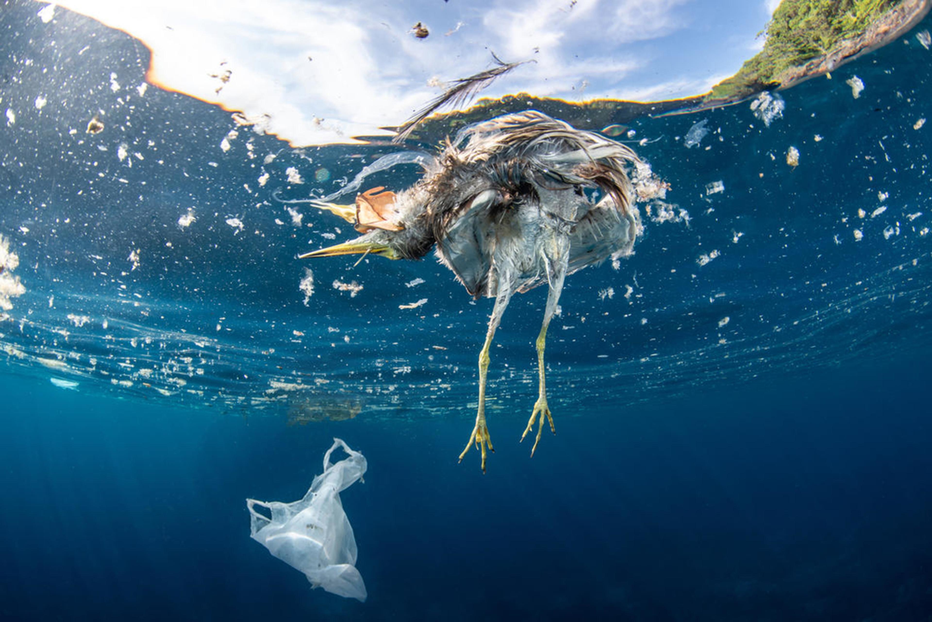Dode vogel en plastic zak drijven naast elkaar in de oceaan