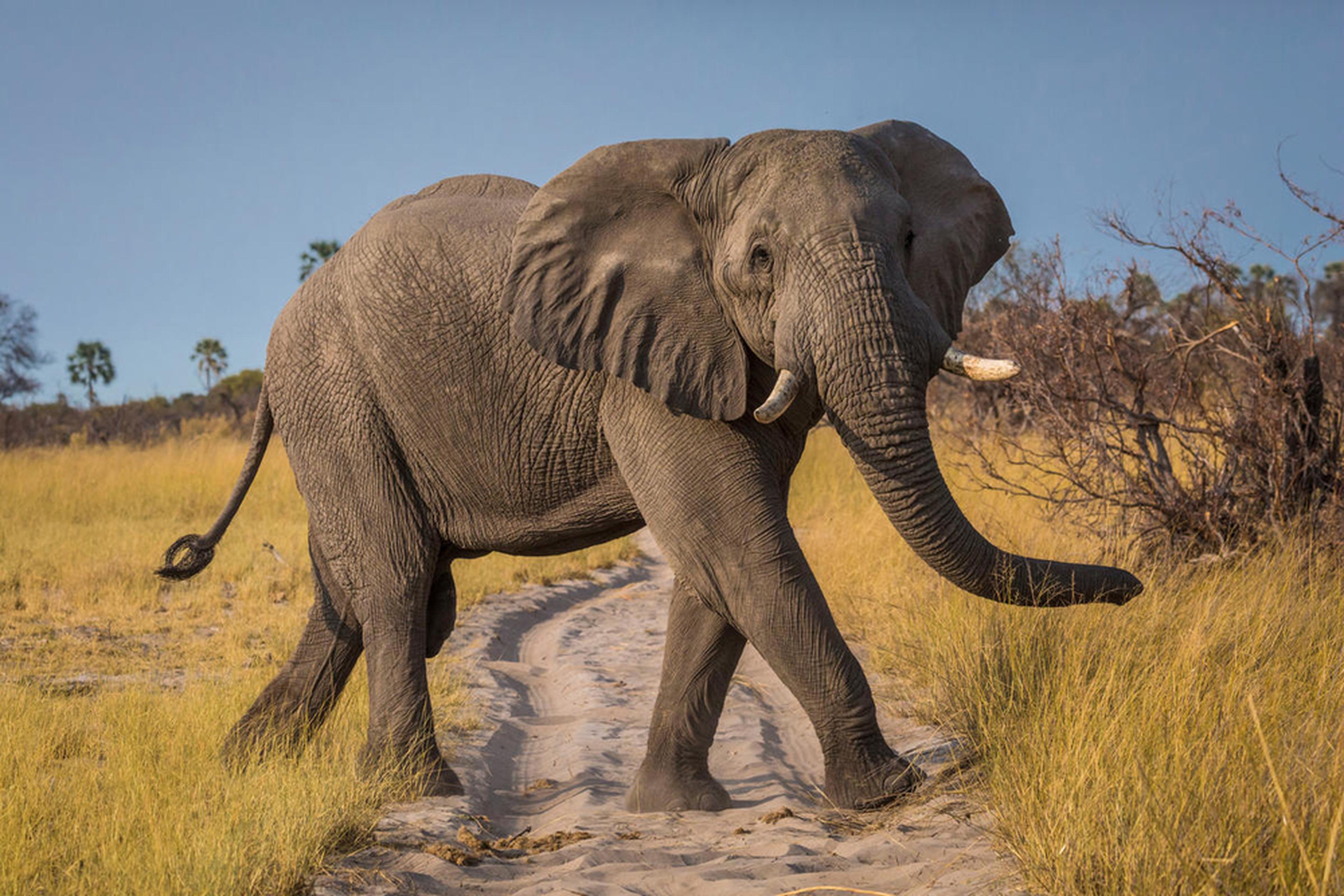Afrikaanse olifant loopt