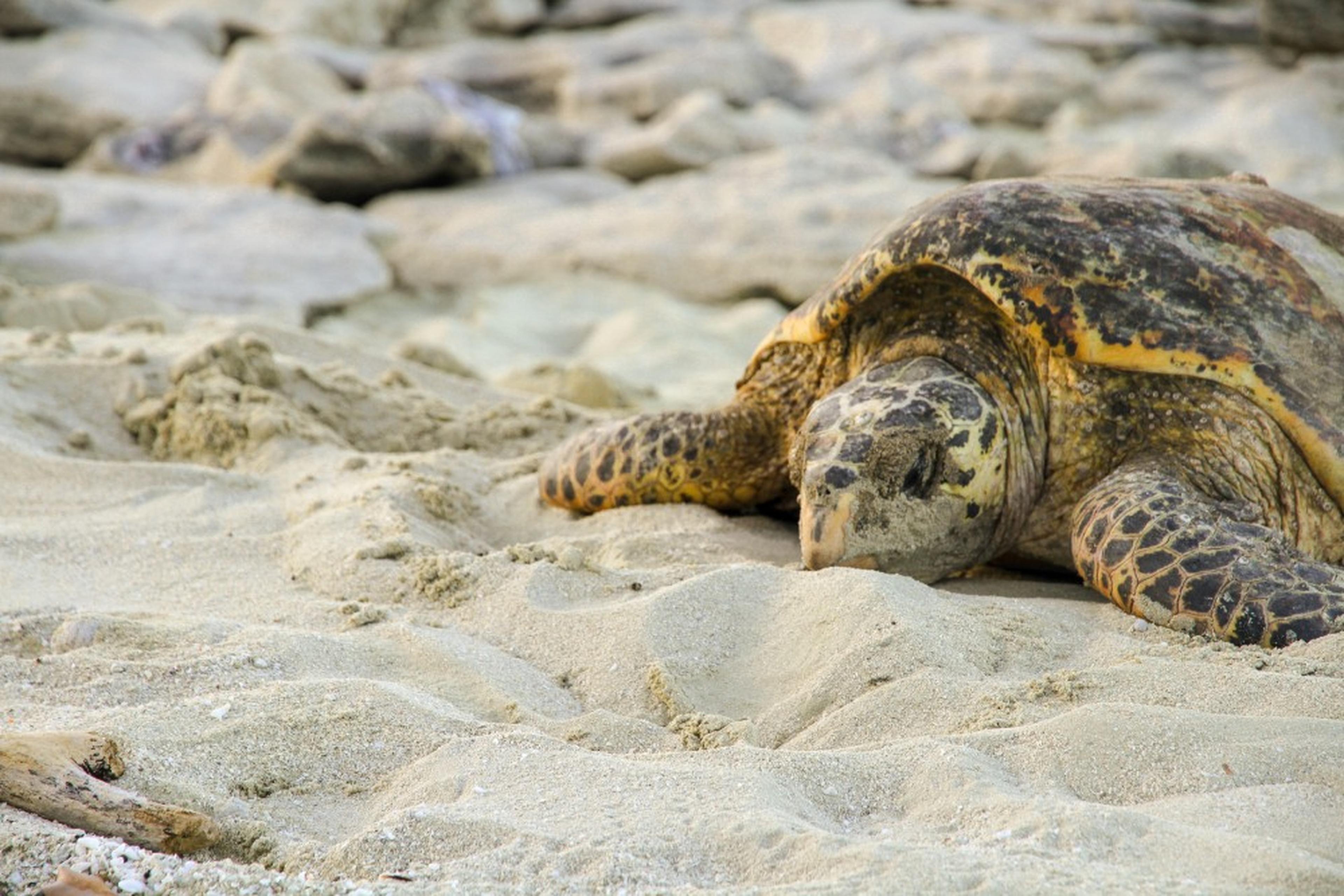 Karetschildpad in het zand