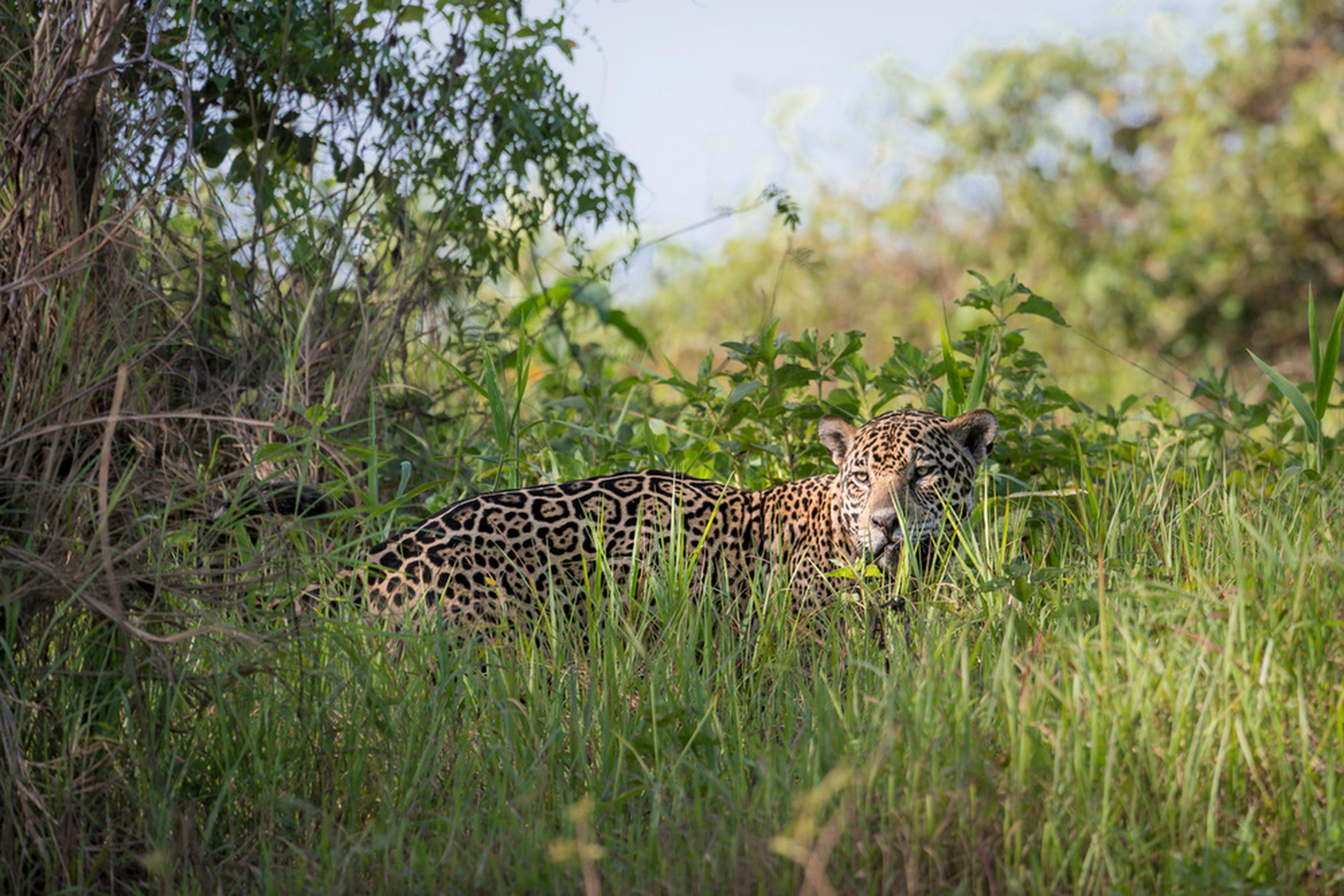 Jaguar in het gras in Brazilië