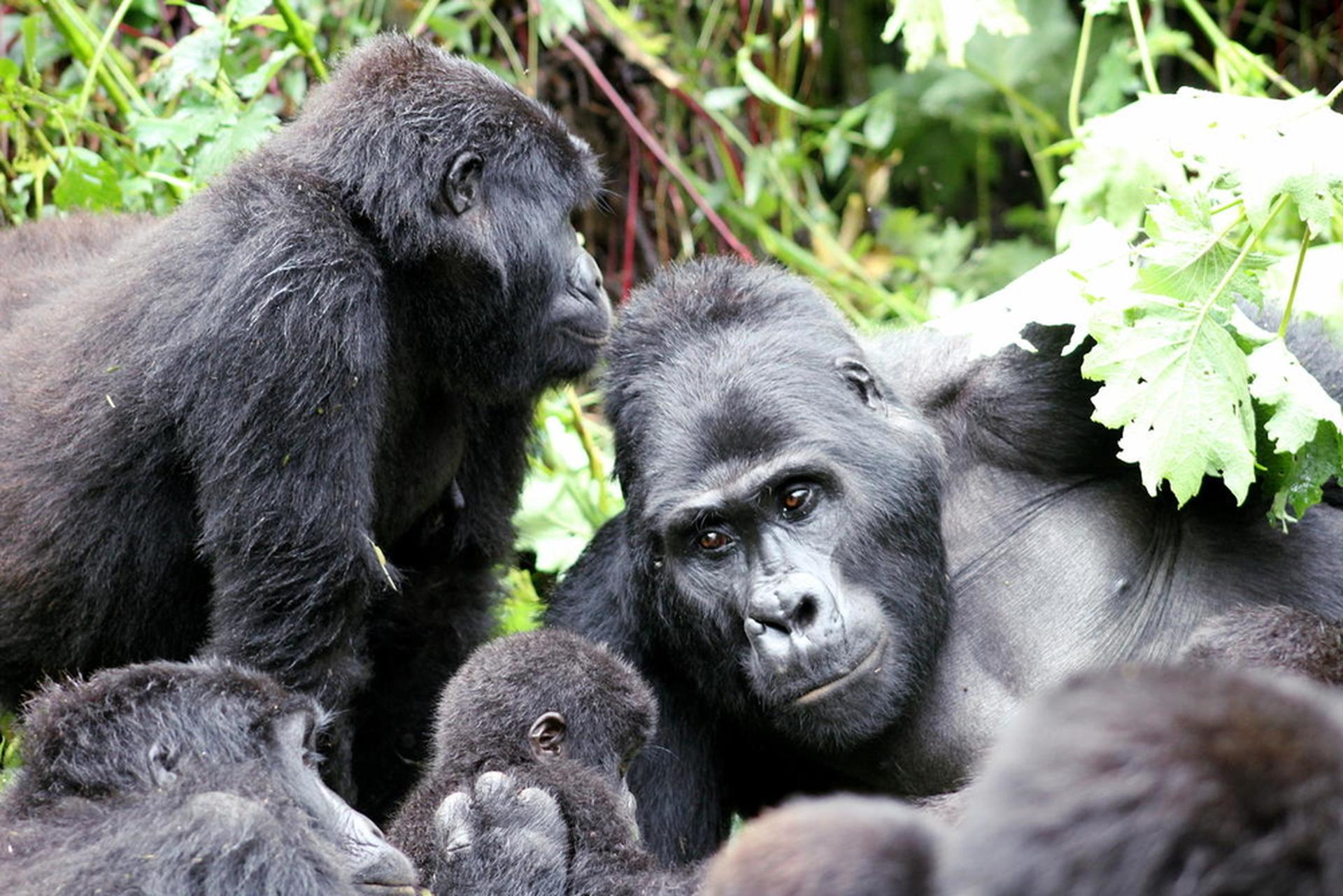 Berggorilla's en baby, Bwindi National Park, Congo