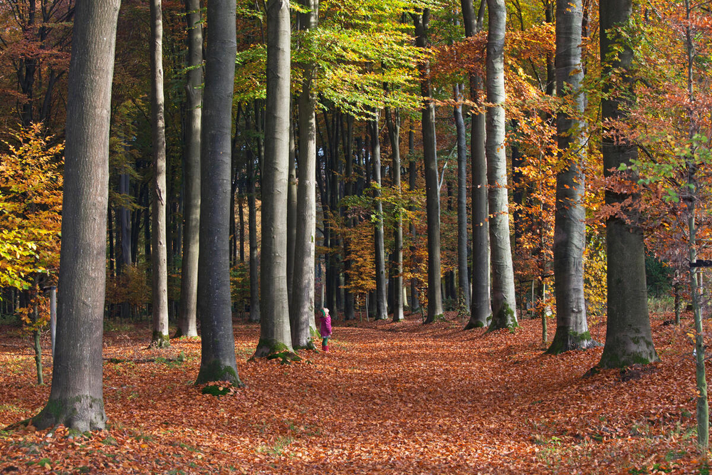 Meisje in het bos, beuken, boom WW2159755