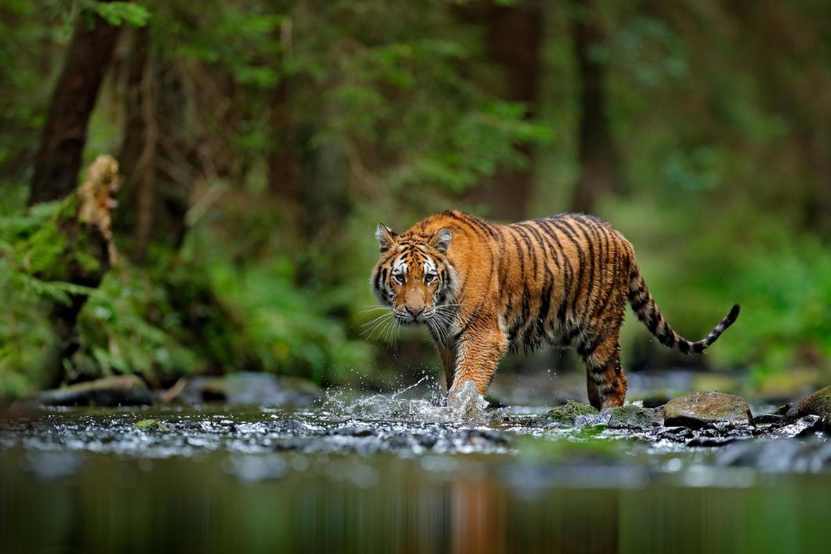 Siberische tijger wandelt in het water in Rusland