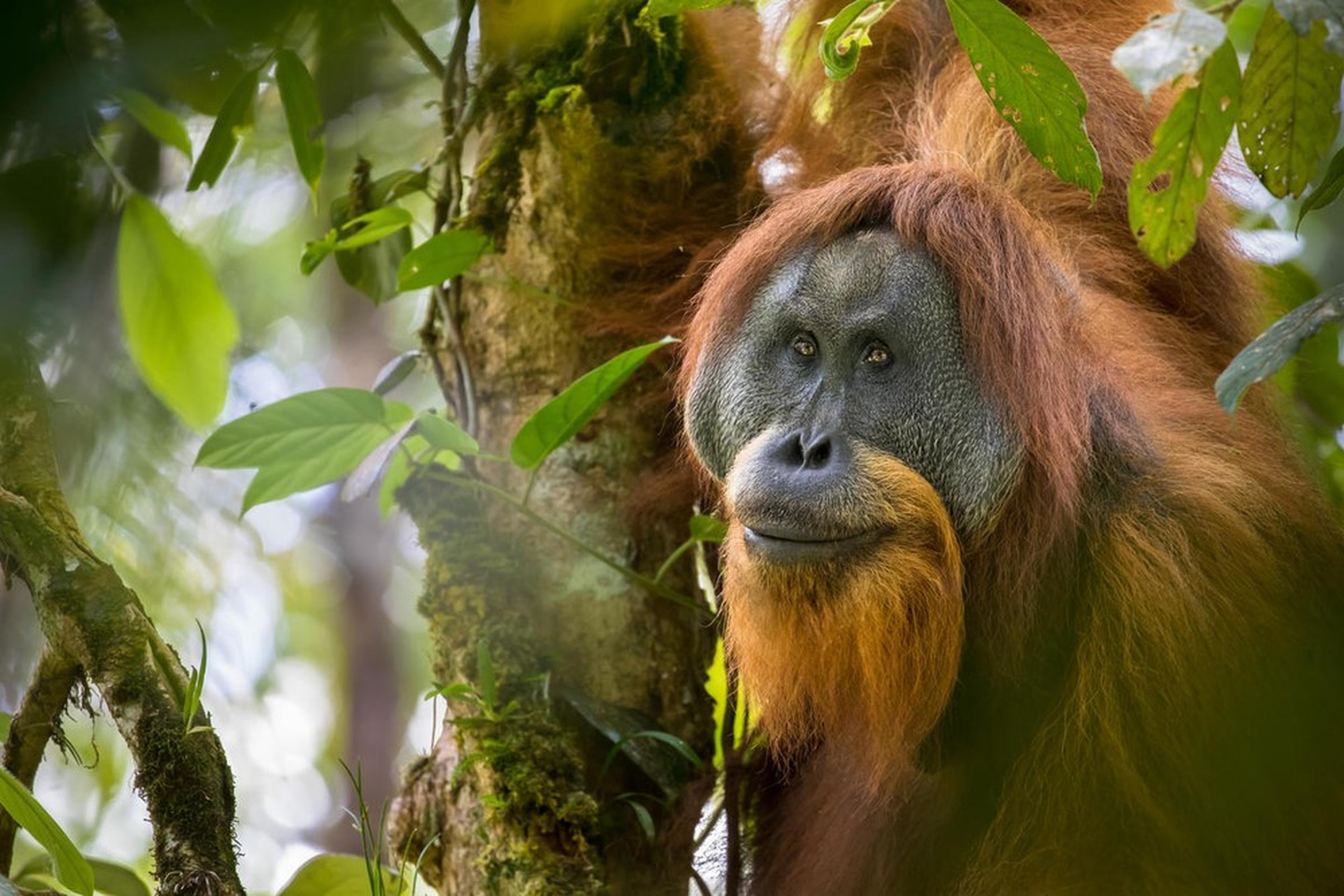 Orang-oetan in boom