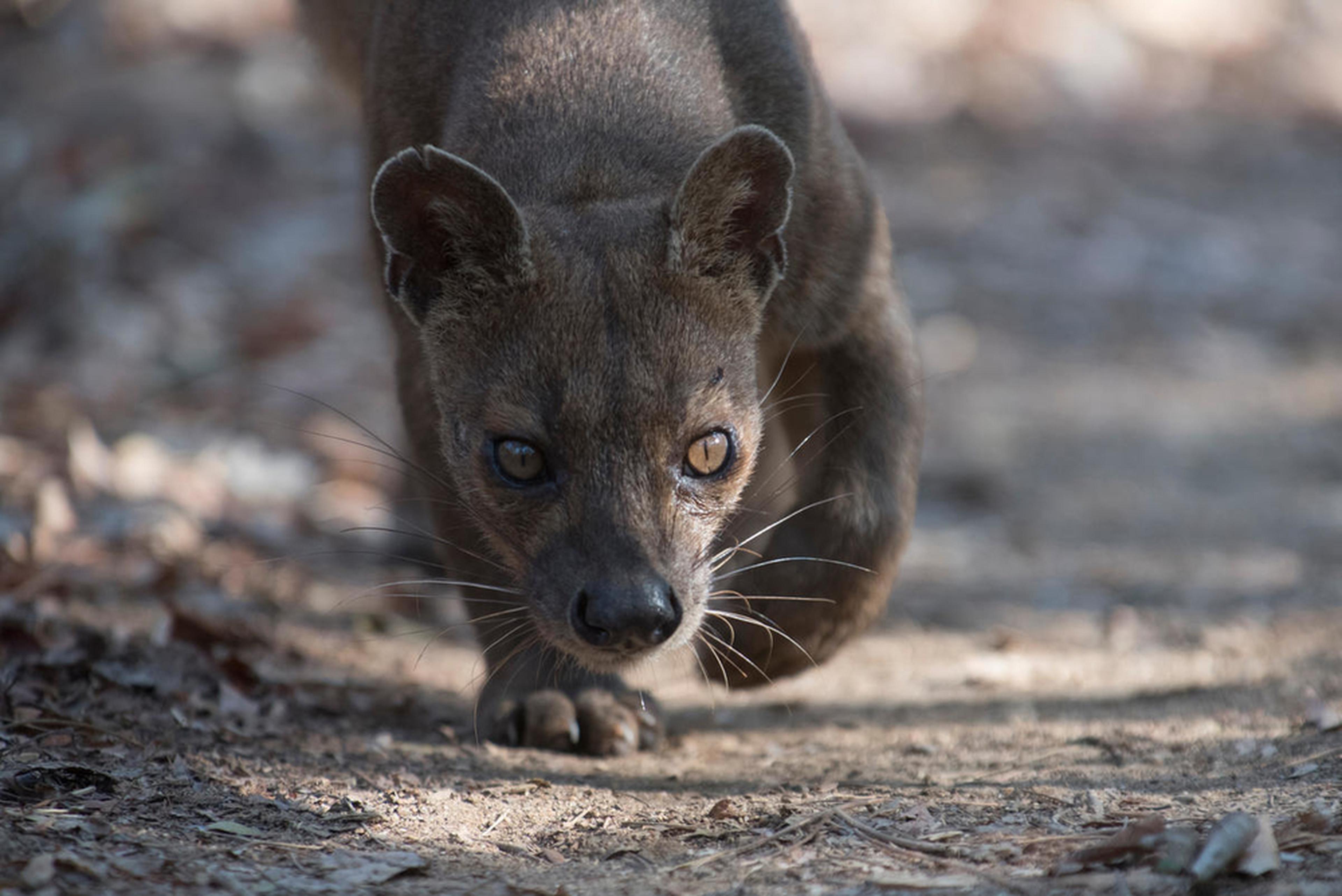 fossa