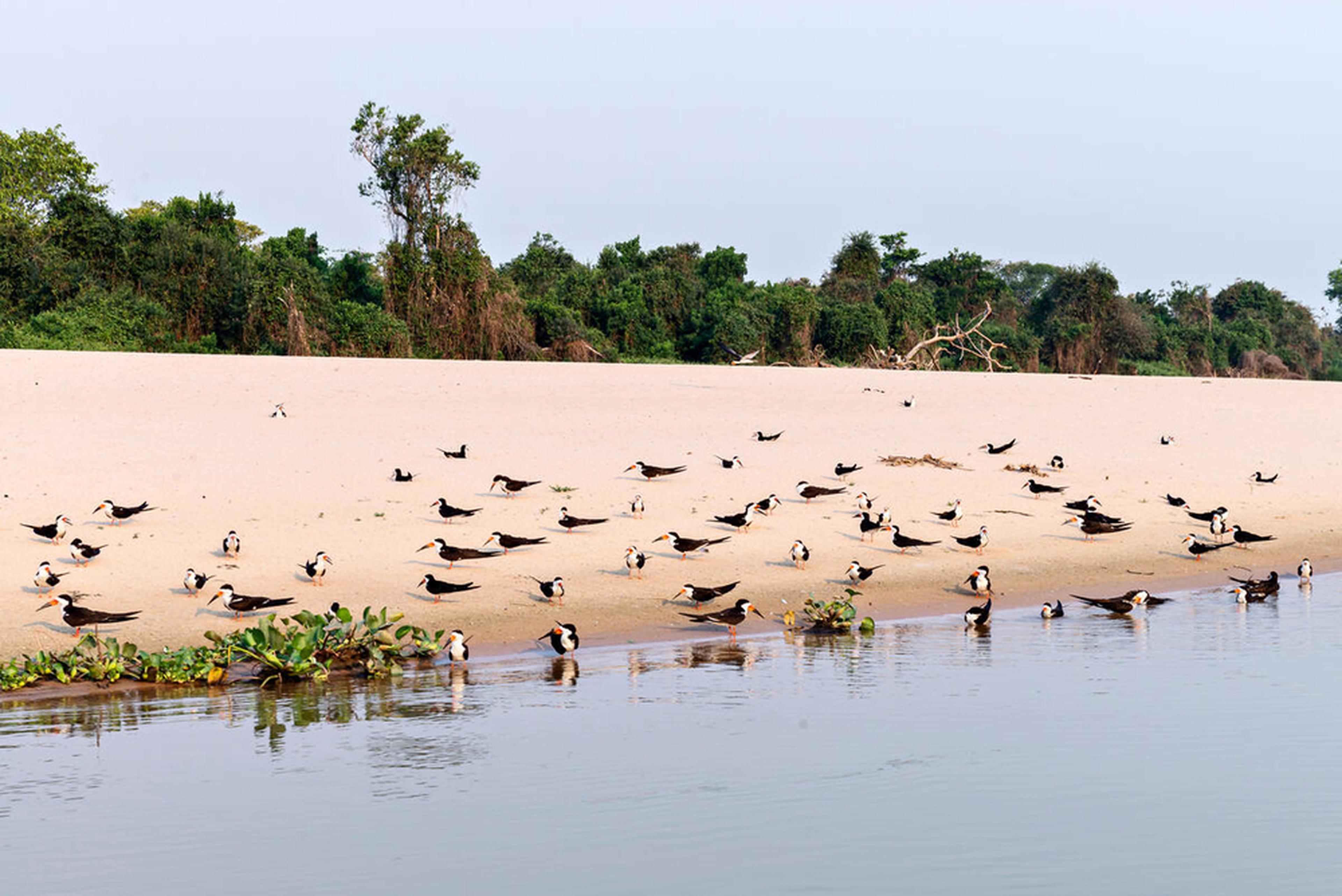 Cuiaba, Pantanal, vogels