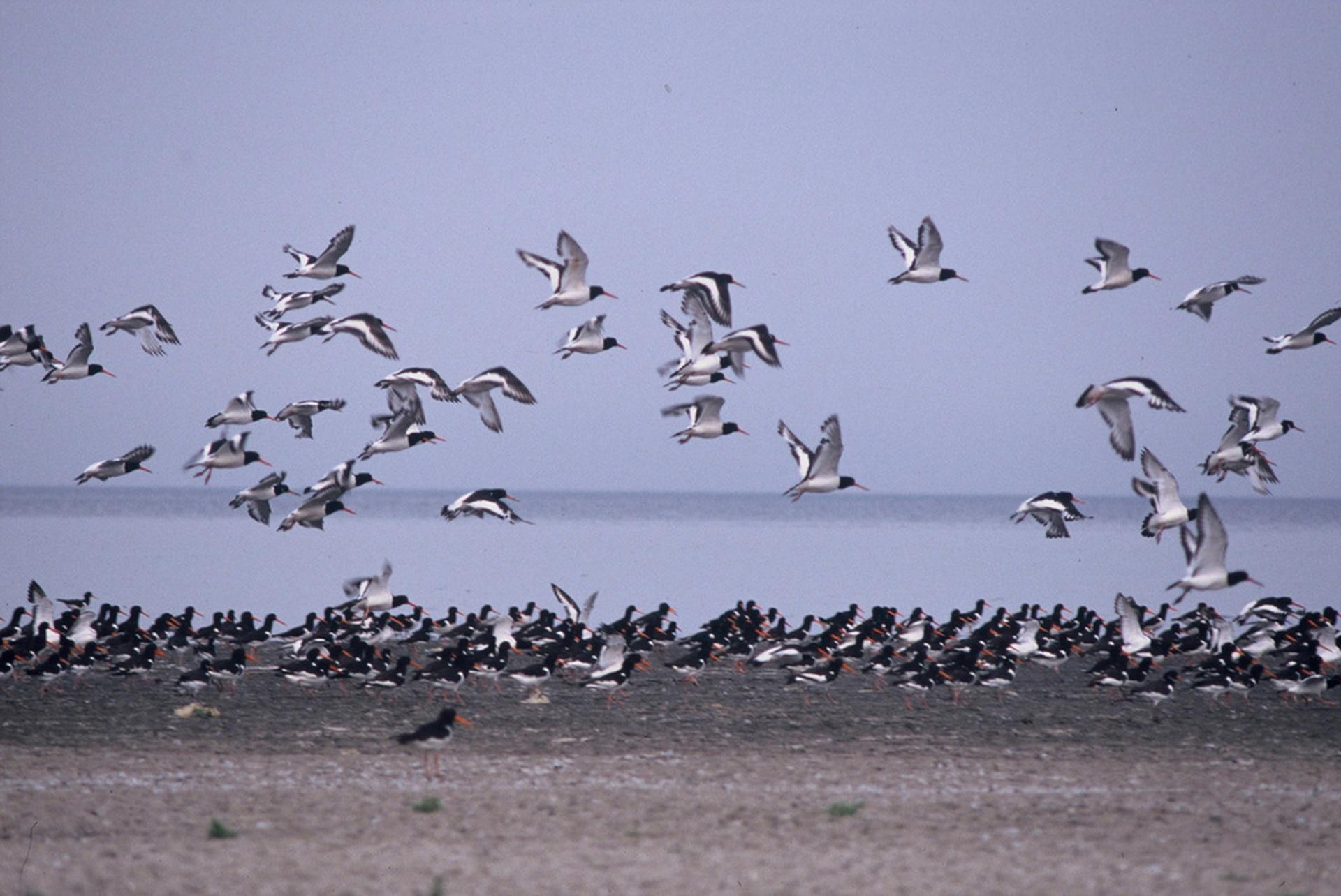 Waddenzeefoto door regioteam Groningen