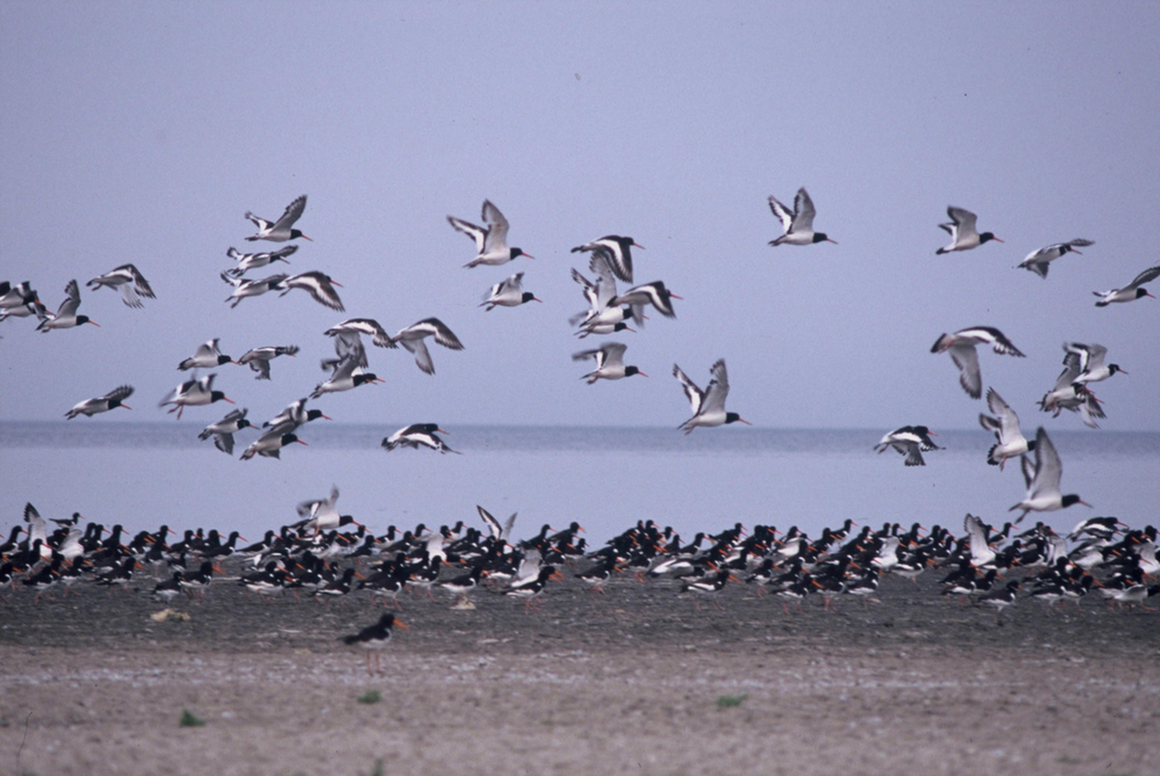Waddenzeefoto door regioteam Groningen