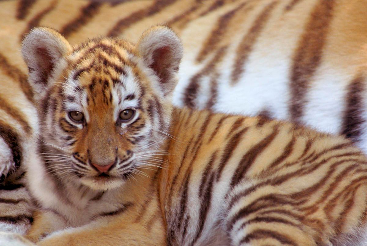 Siberische tijger wulp